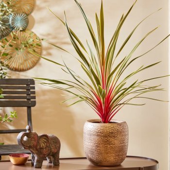 Cordyline australis (Kordylína austrálska) ´MAGIC STAR®´, kont. C5L, výška: 40-60 cm (-12°C)